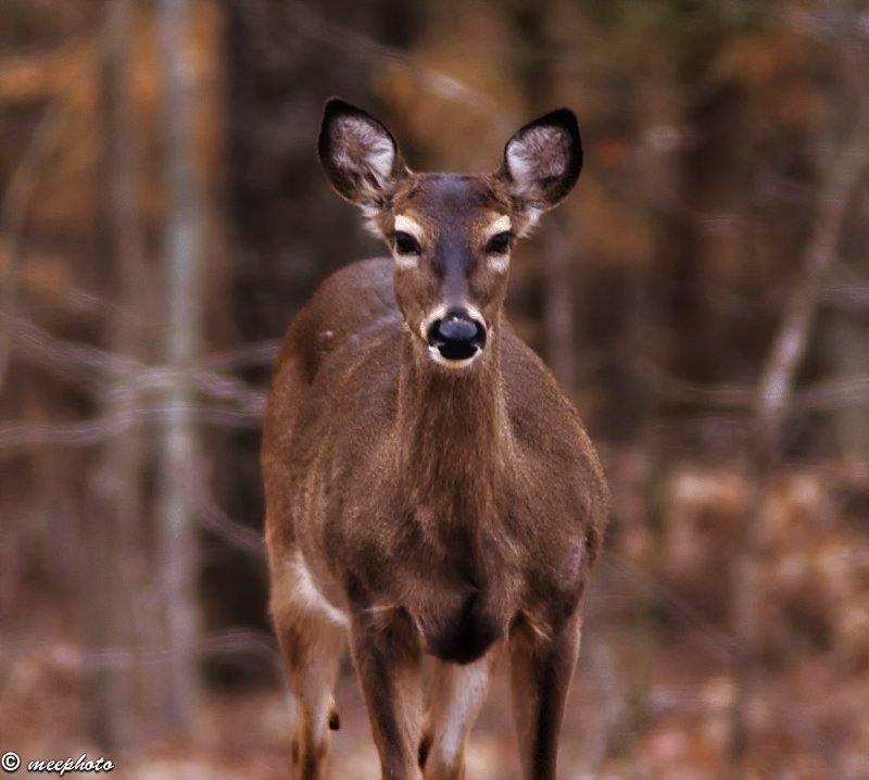 An Evening Encounter
