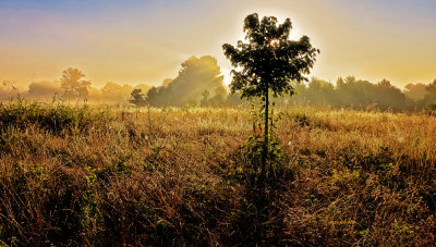 A Summer Morning