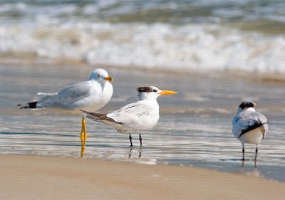 Royal Tern