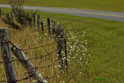 Along the Parkway