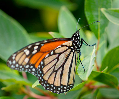 Monarch on a Leaf