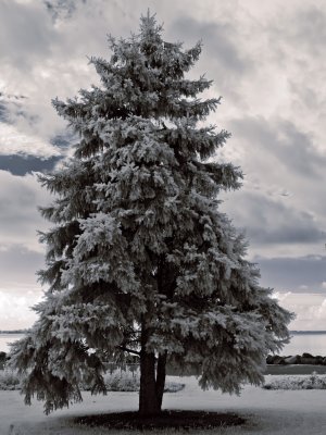Towering Blue Spruce