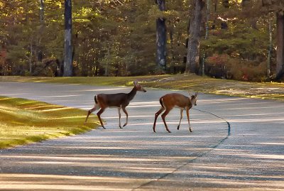 Pedestrians