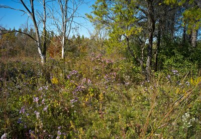 fall color.jpg