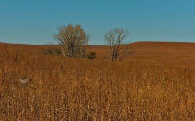 A Prairie Afternoon