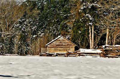 Peach Orchard in January