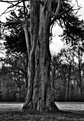 Cypress in Monochrome