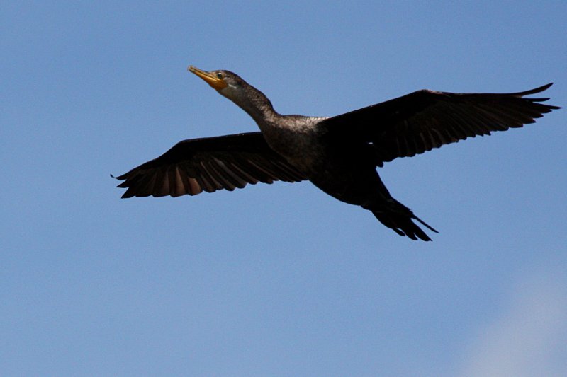 FLIGHT OF THE CORMORANT