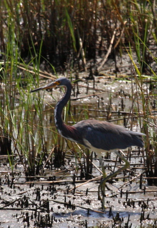 TRI-COLORED HERON