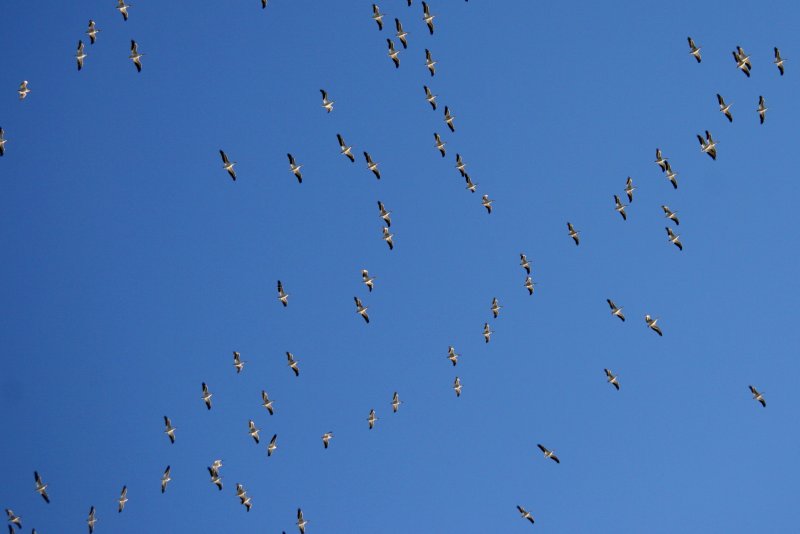 HUNDREDS OF PELICANS