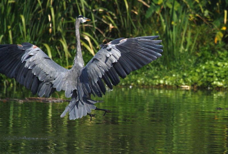 LANDING
