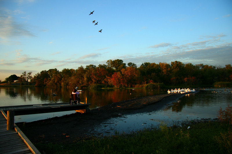 LADY PHOTOGRAPHING THE DUCKS FLYING IN