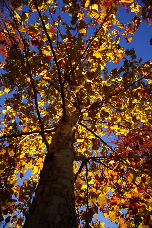 LOOKING UP AT GOLD