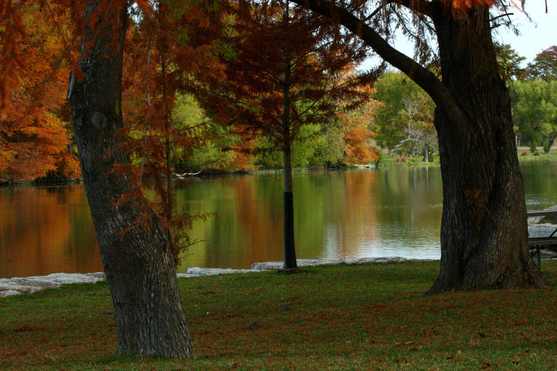THRU THE TREES