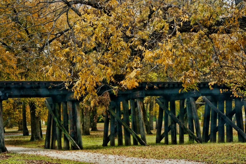 TREES AND A TRAIN TRESTLE