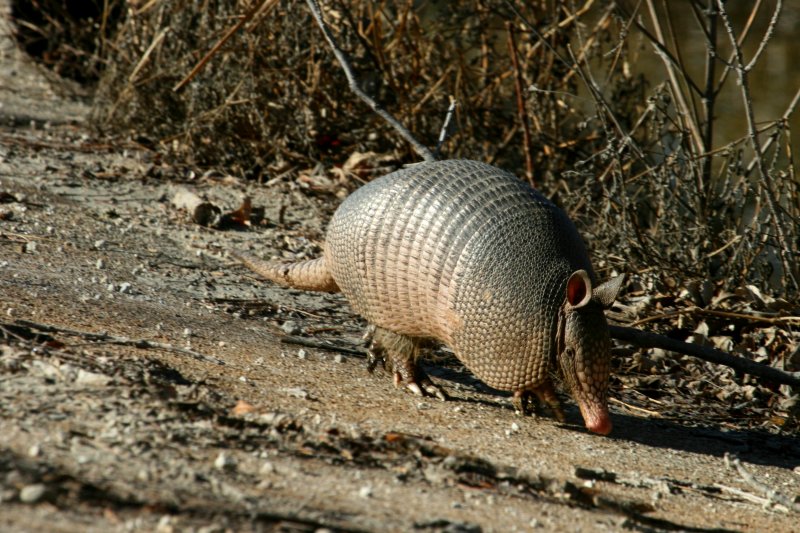 ARMADILLO
