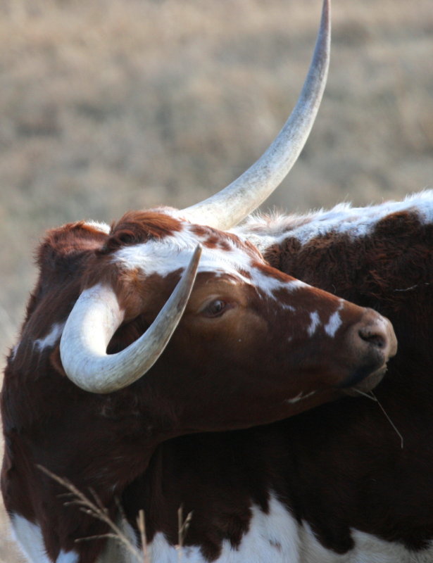 LONGHORN