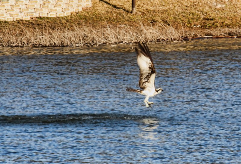 CATCHING DINNER