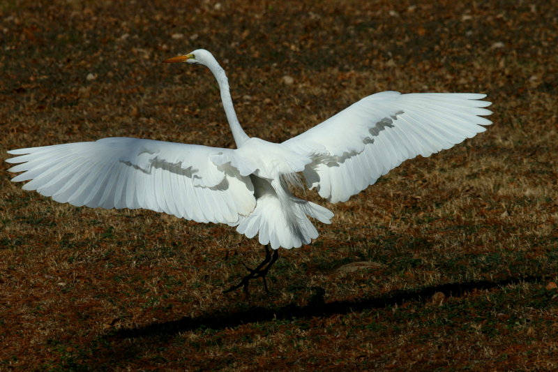 LANDING