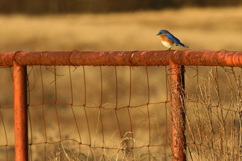 BLUE BIRD ON RUSTY FENCE
