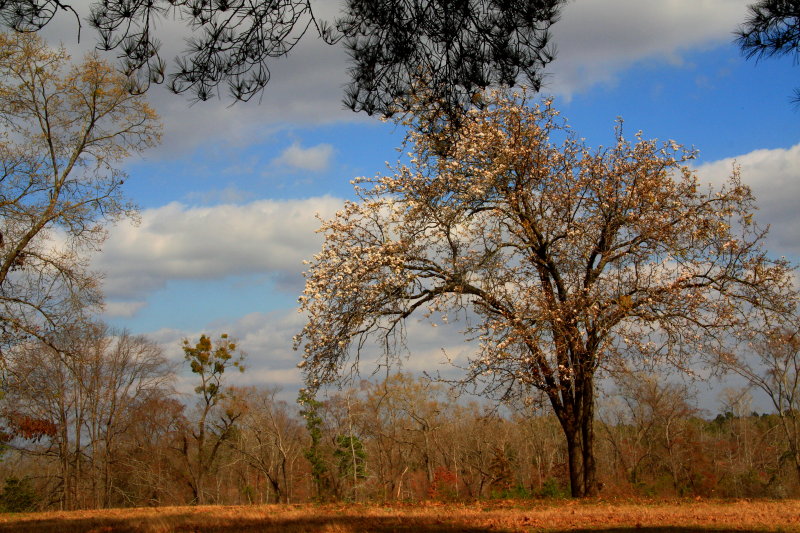 TREE BLOSSOMS