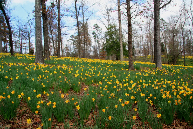 HILL OF DAFFODILS