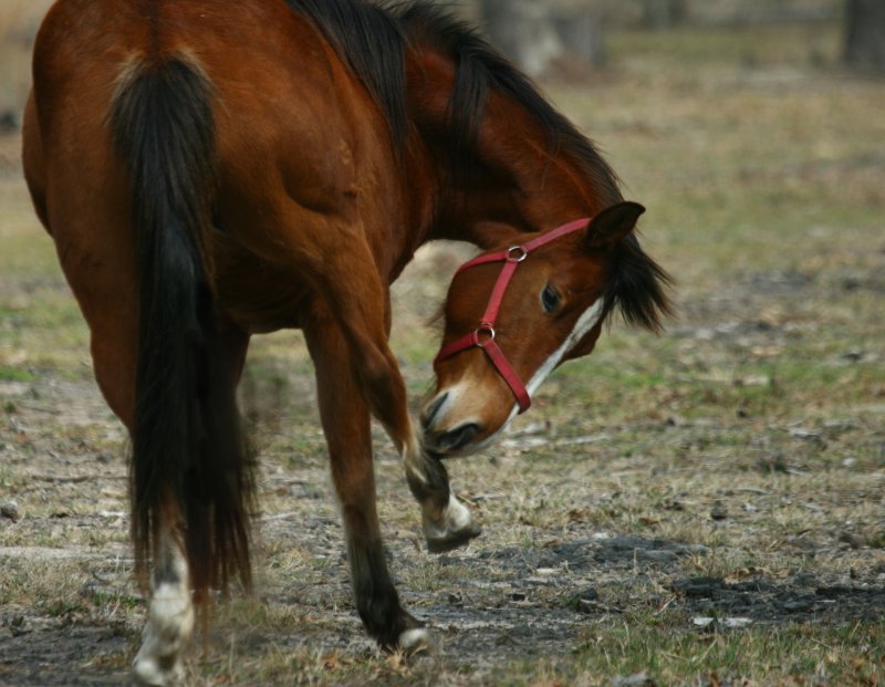 GOTTA ITCH