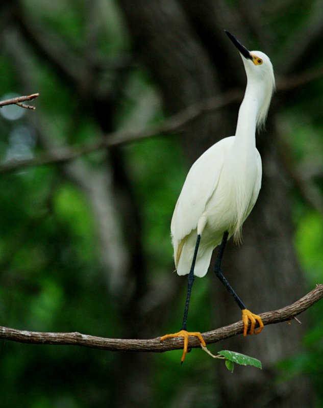 SNOWY EGRET