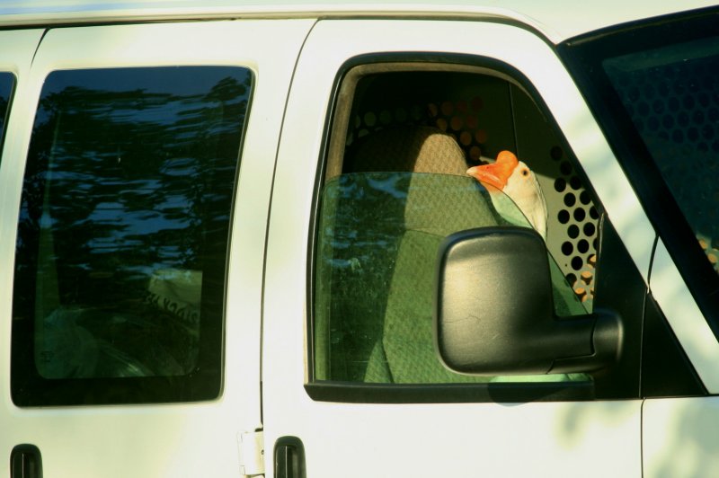 STUMPY RIDING SHOTGUN