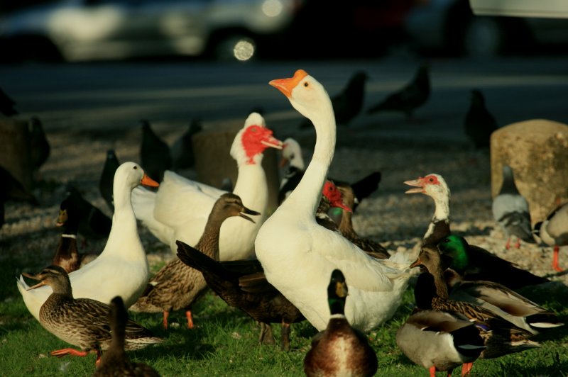 STUMPY AND HIS BUDDIES