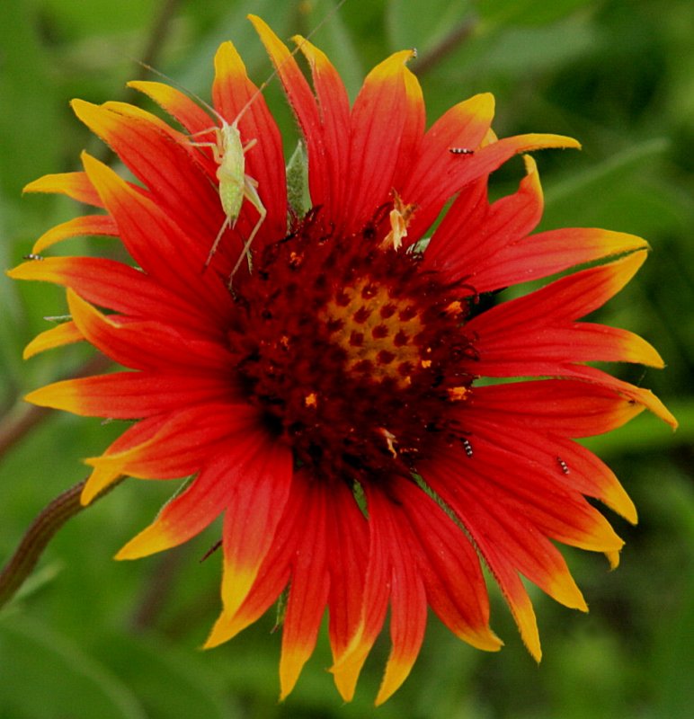 INDIAN PAINTBRUSH WITH BUGS