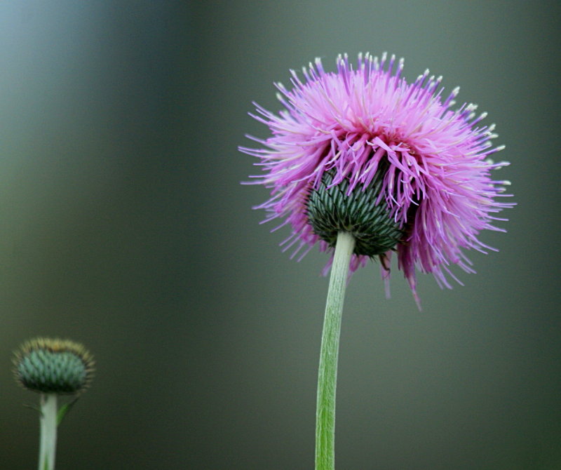 THISTLE