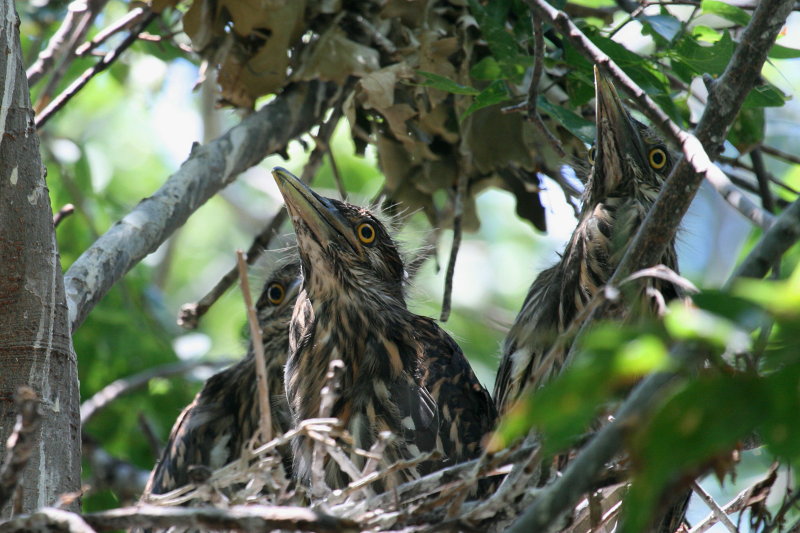 THREE BLACK CRESTED NIGHT HERON CHICKS