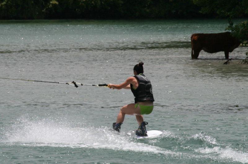 SKIING AND A COW