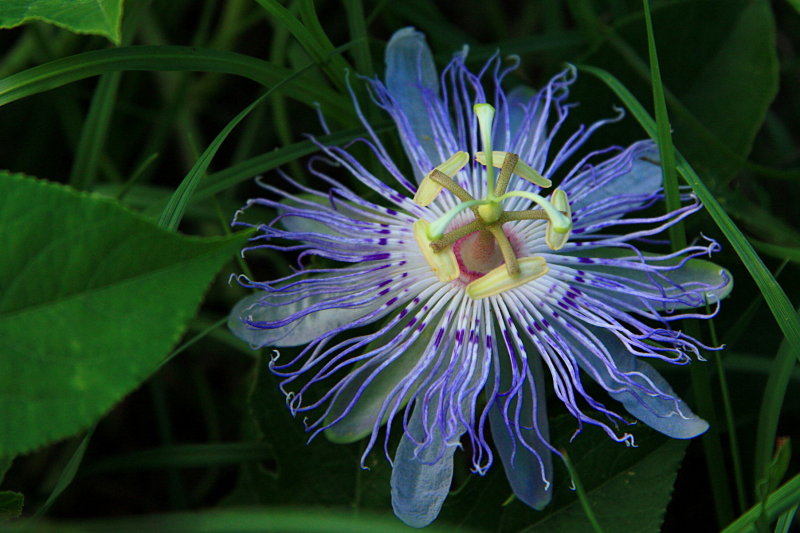 PASSION FLOWER