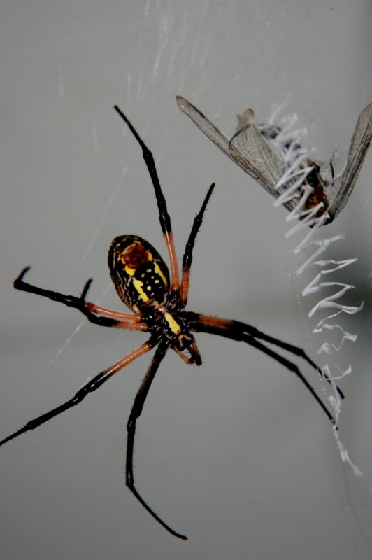 SPIDER CAUGHT DINNER