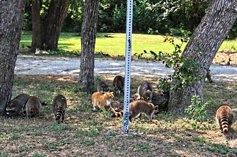 ONE CAT SURROUNDED BY 10 RACCOONS