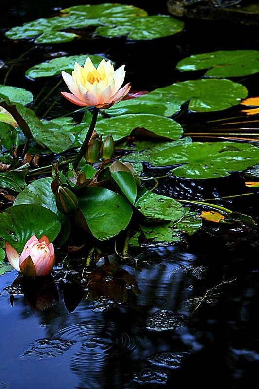 LOTUS BLOSSOMS