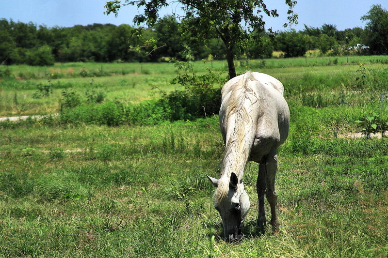 WHITE HORSE