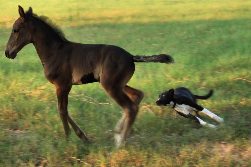 BLACKJACK