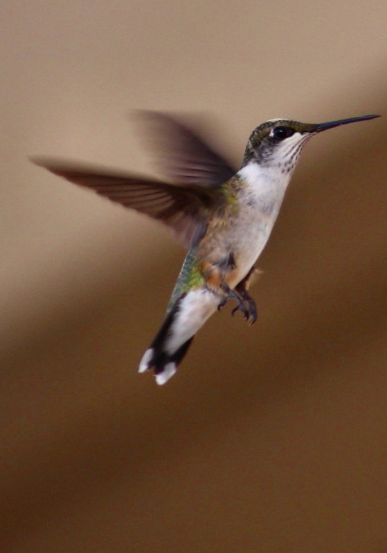 SHOT A HUMMER TODAY! :)