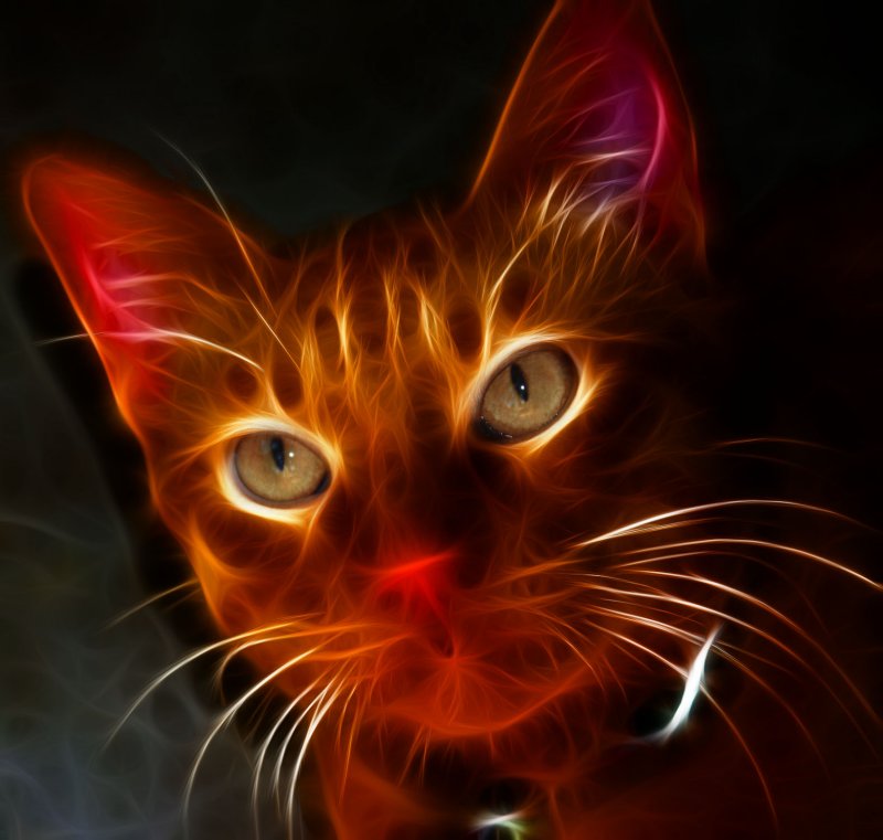 CATSTRACT