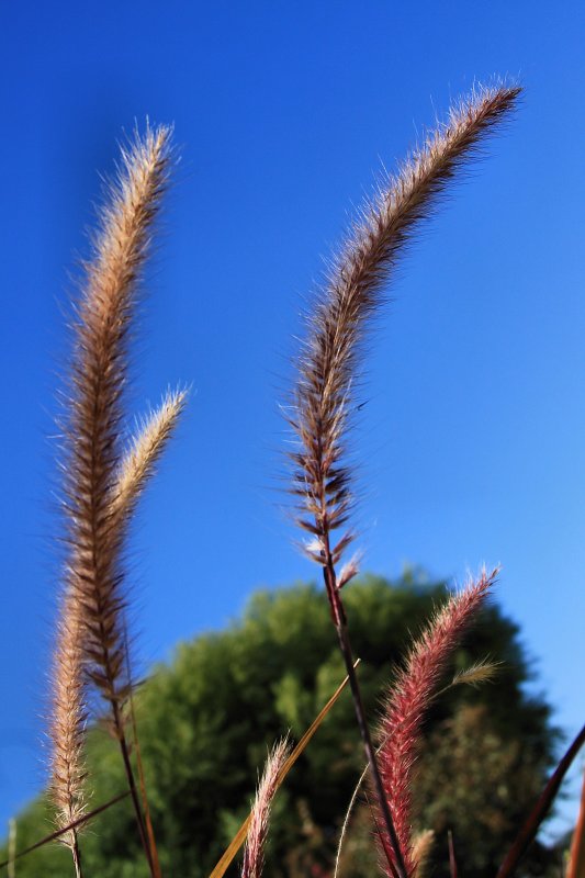 GRASSES
