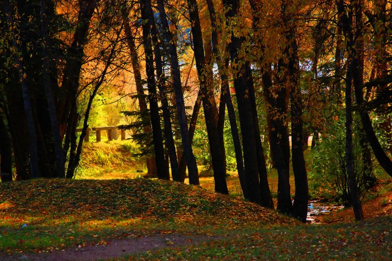 THROUGH THE TREES