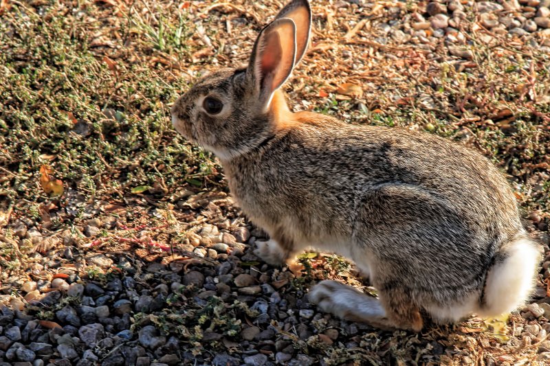 DOES A RABBIT PEE ON THE WALKWAY?
