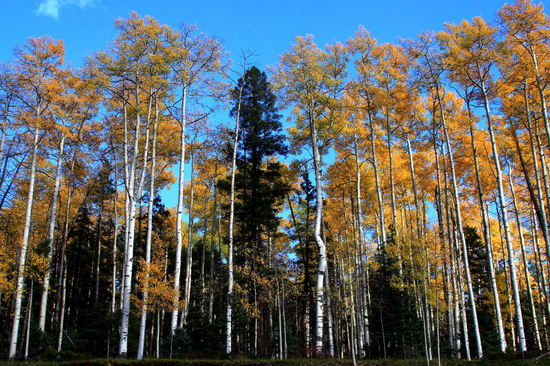 LINE UP OF ASPENS