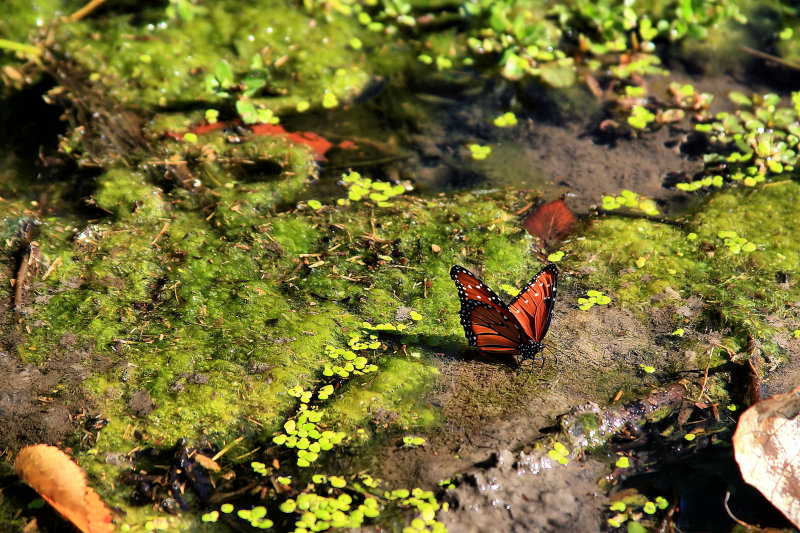 BUTTERFLY ON THE MURK