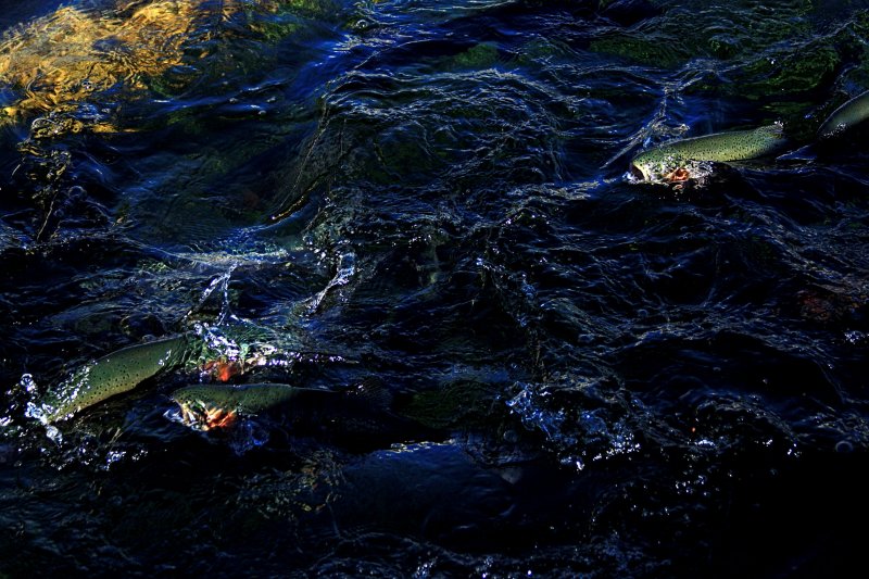 TROUT SWIMMING