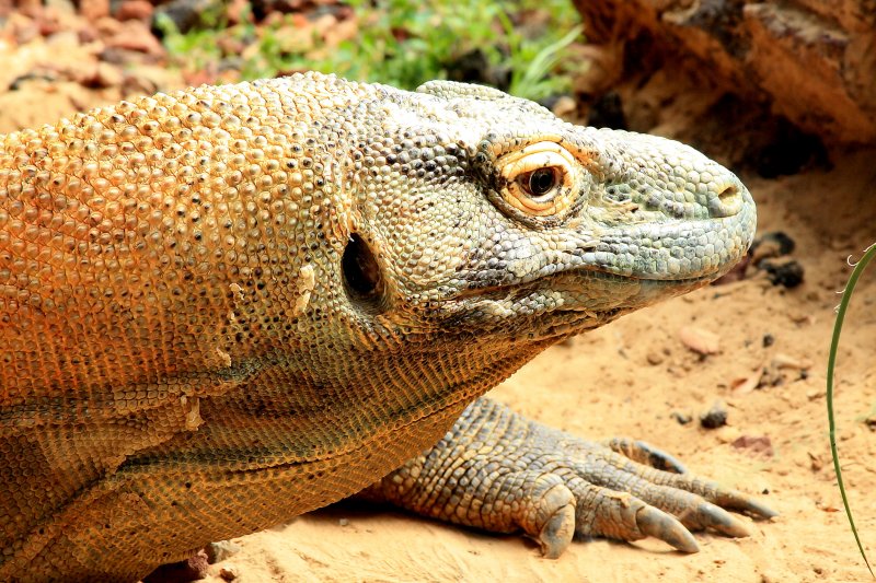 BIG LIZARD