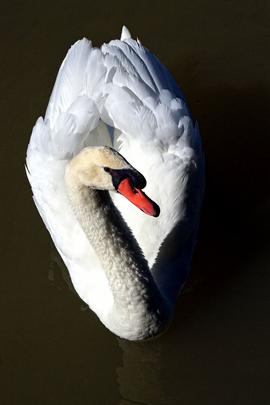 LONE SWAN